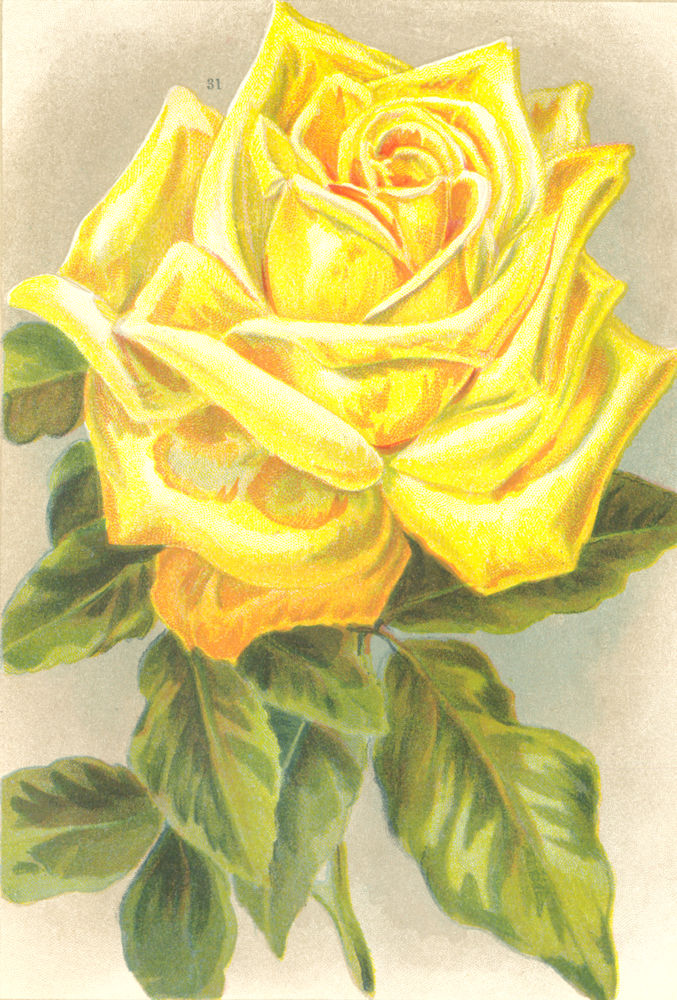 ROSES. Marechal Niel 1903 old antique vintage print picture